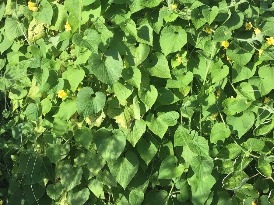 Thladiantha dubia — search result for 'Cucurbitaceae'