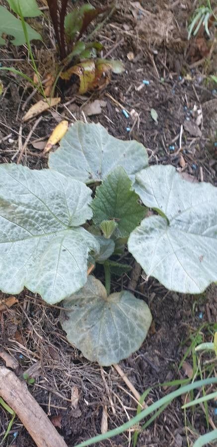 Cucurbita foetidissima leaf