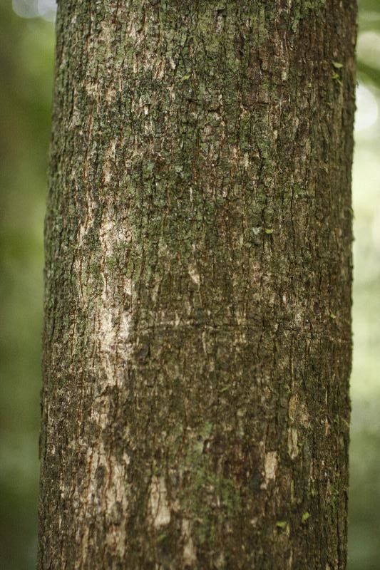 Andira coriacea — related species from the same genus