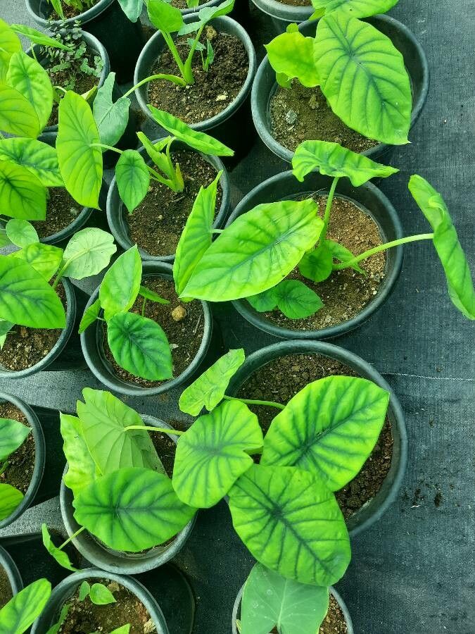 Alocasia clypeolata leaf