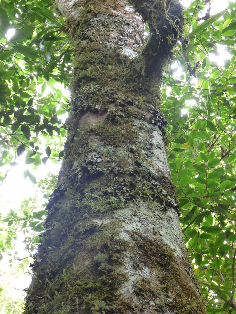 Sideroxylon majus bark