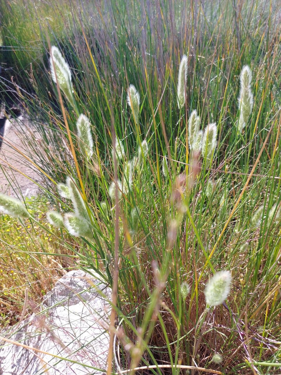 Polypogon maritimus habit