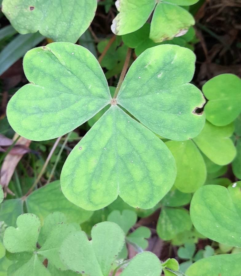 Oxalis linarantha — search result for 'Oxalis'