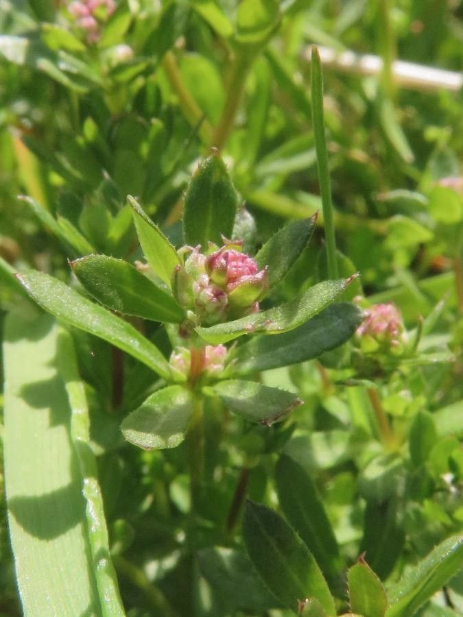 Galium saxatile fruit