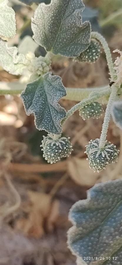 Chrozophora tinctoria fruit