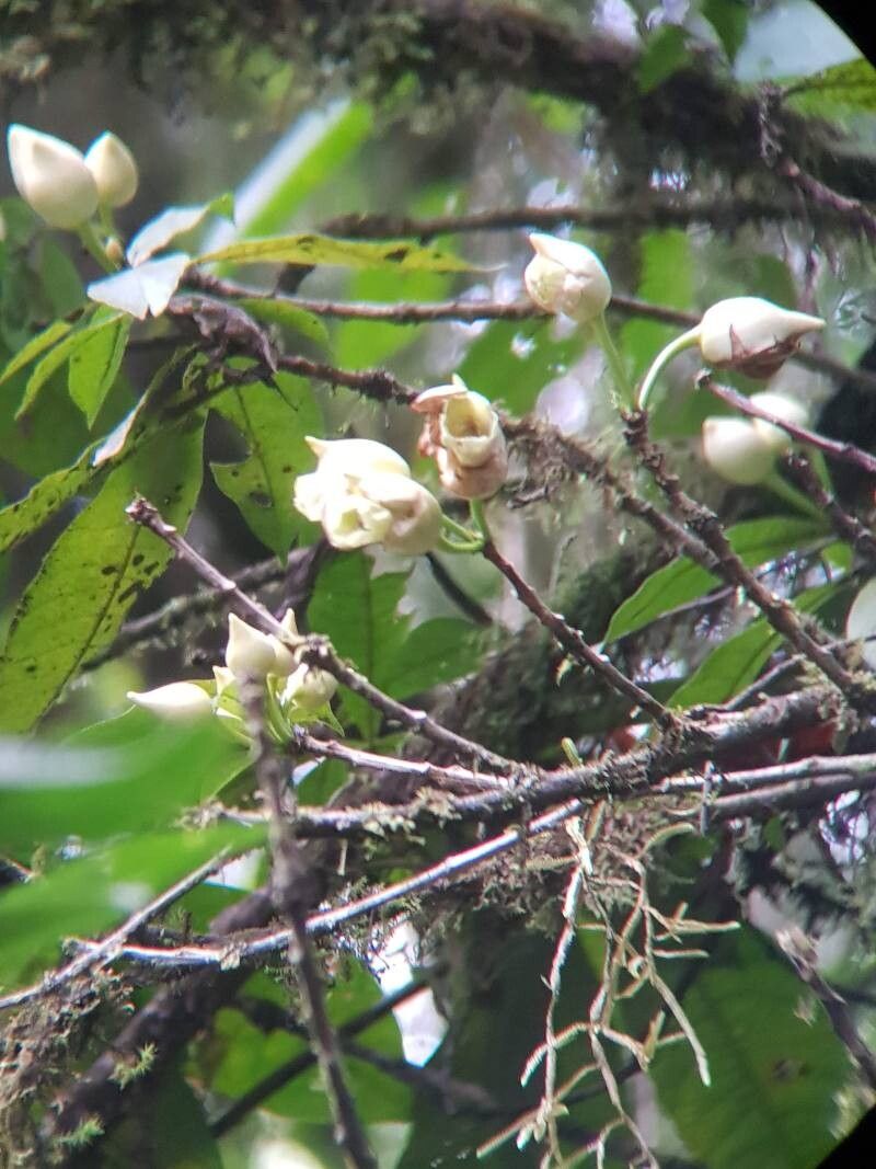 Amphitecna sessilifolia flower