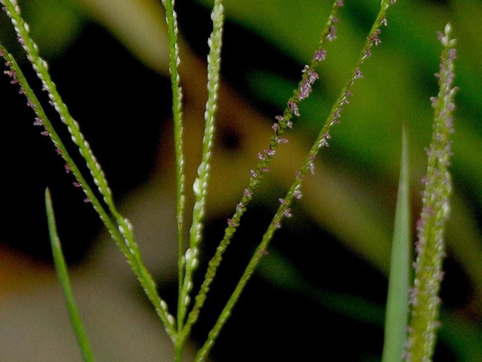 Digitaria violascens bark