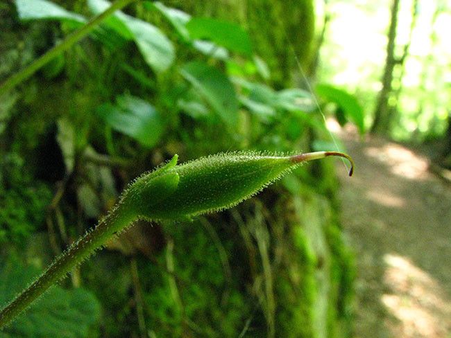 Ramonda myconi fruit