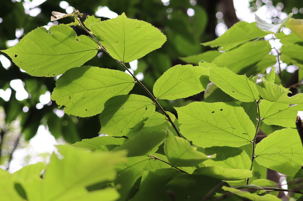 Luehea speciosa leaf