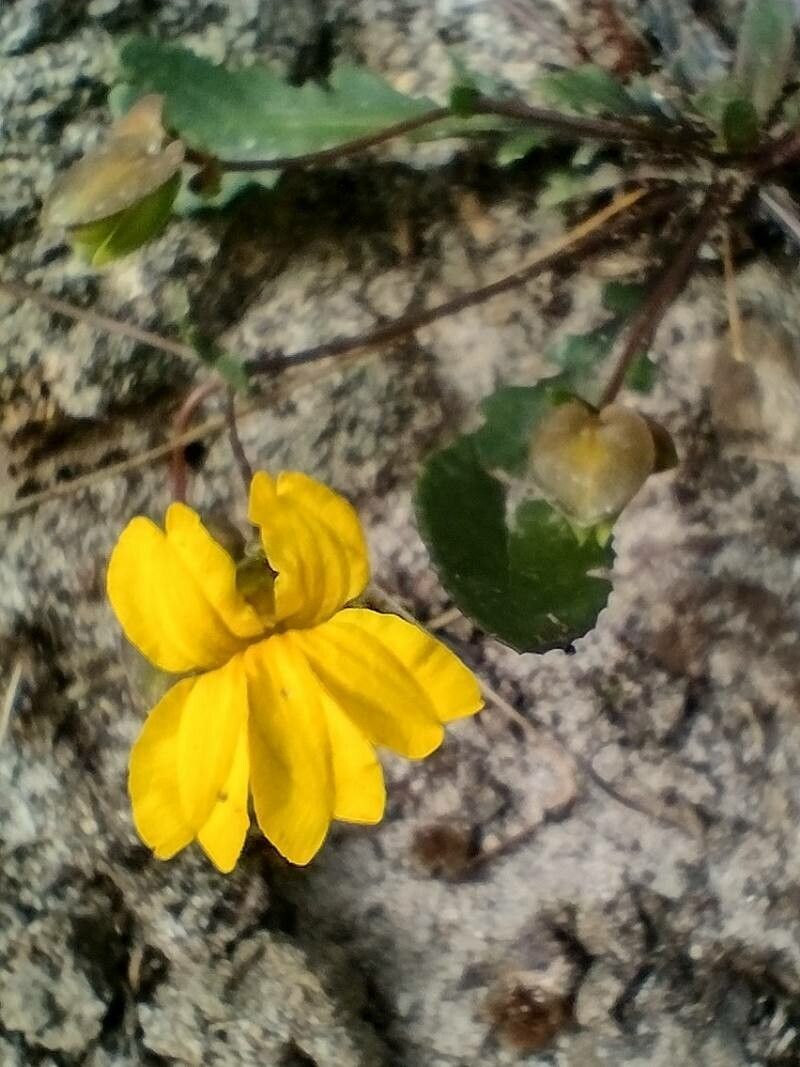 Goodenia caroliniana flower