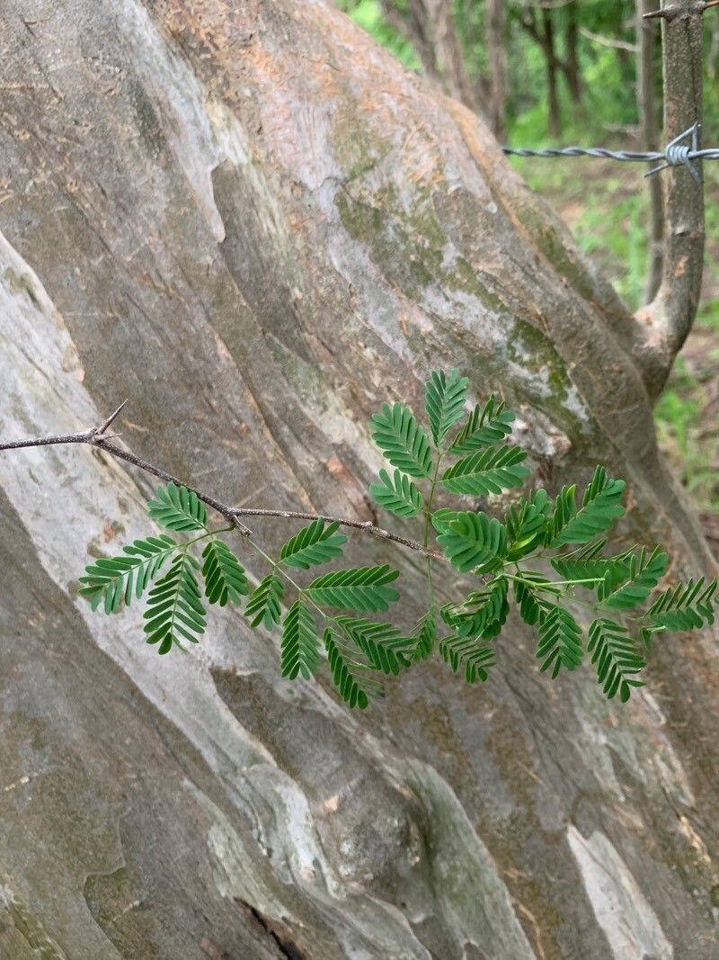 Chloroleucon mangense — related species from the same genus