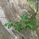 Chloroleucon mangense