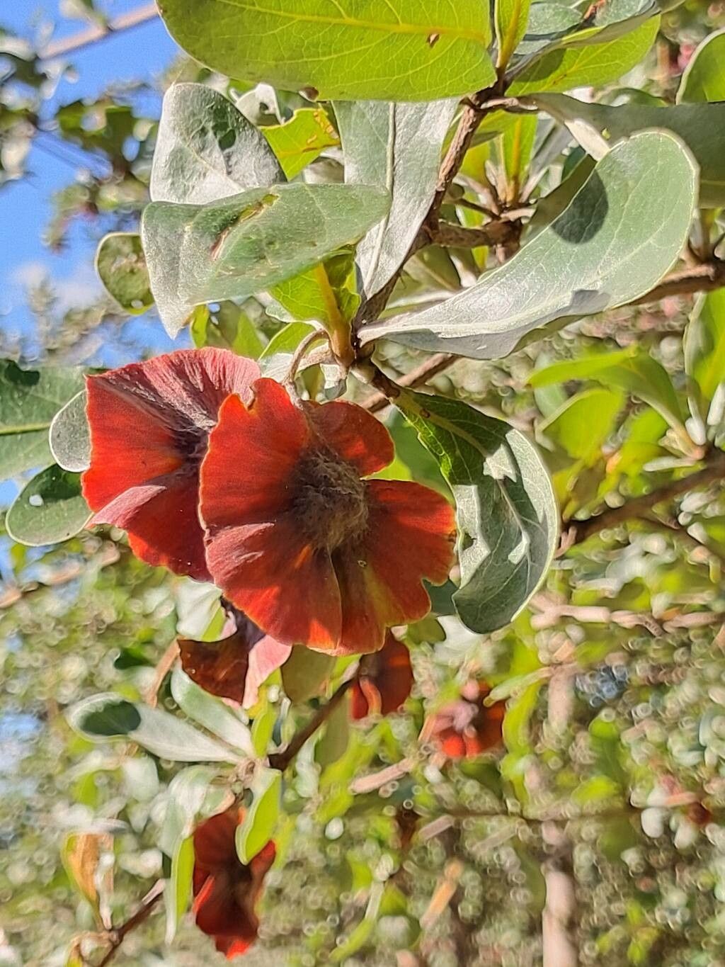 Terminalia boivinii fruit