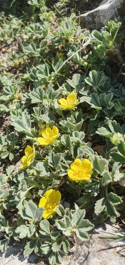 Potentilla velutina flower
