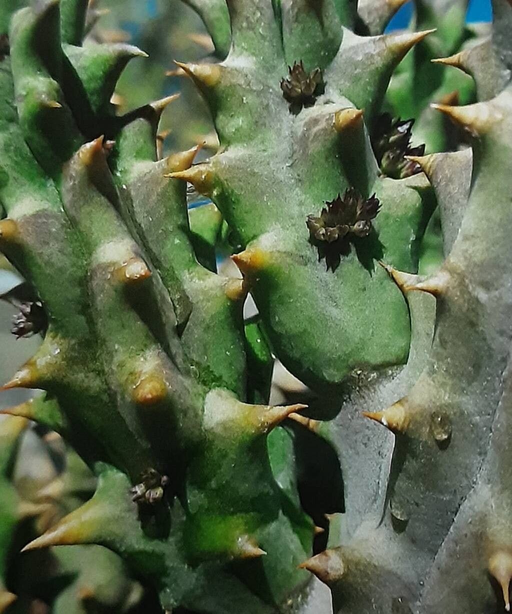 Quaqua mammillaris flower