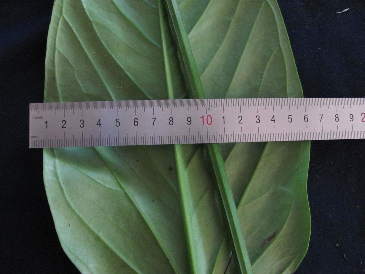 Anthurium michelii other