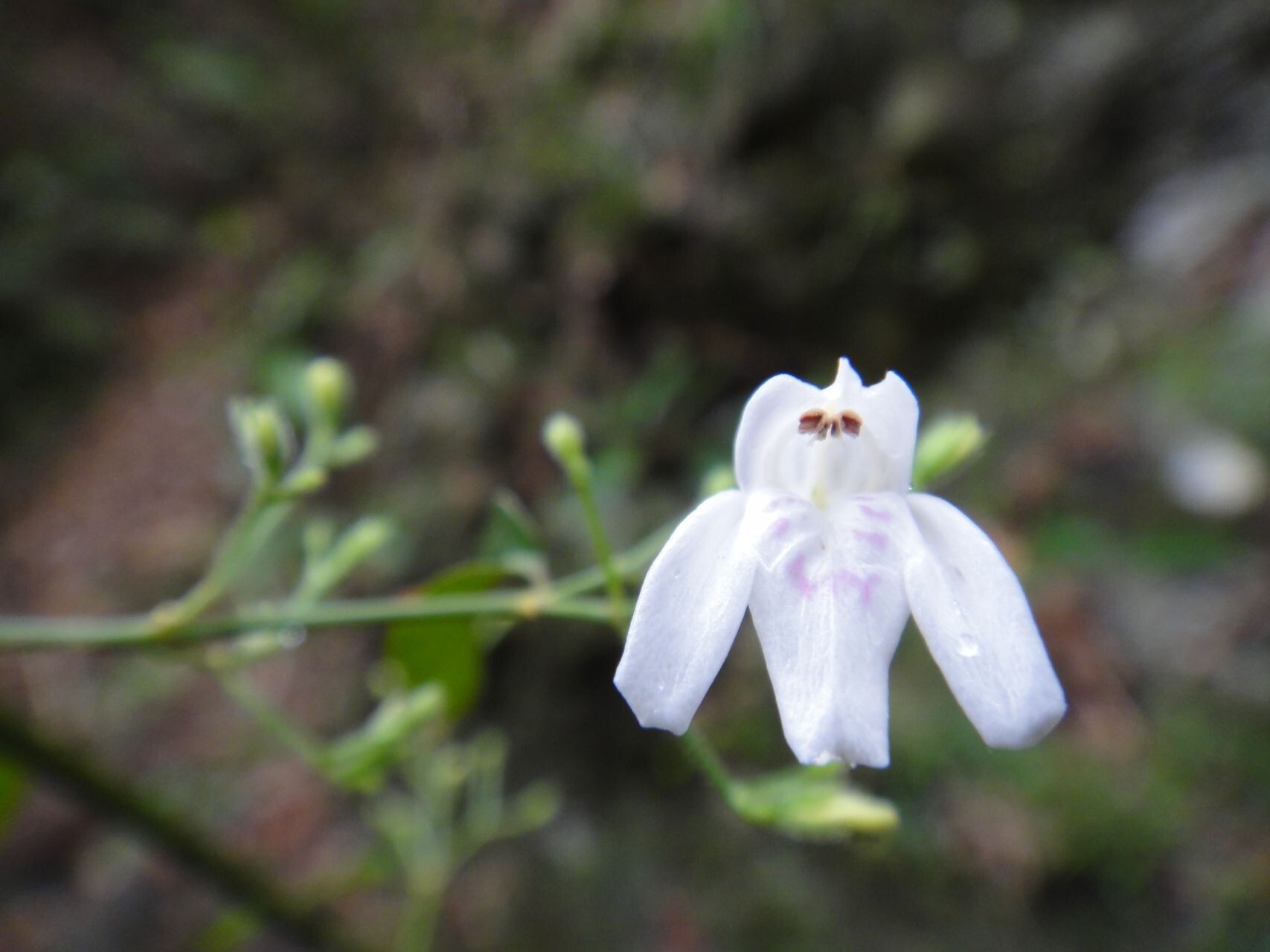 Justicia pinensis flower