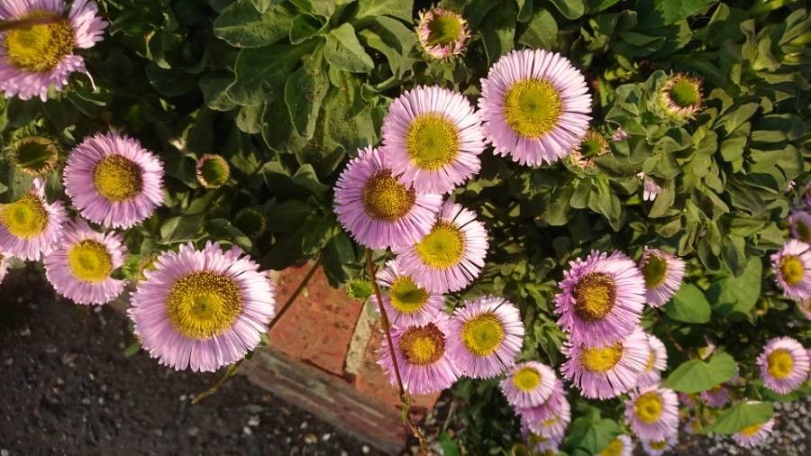 Erigeron glaucus flower