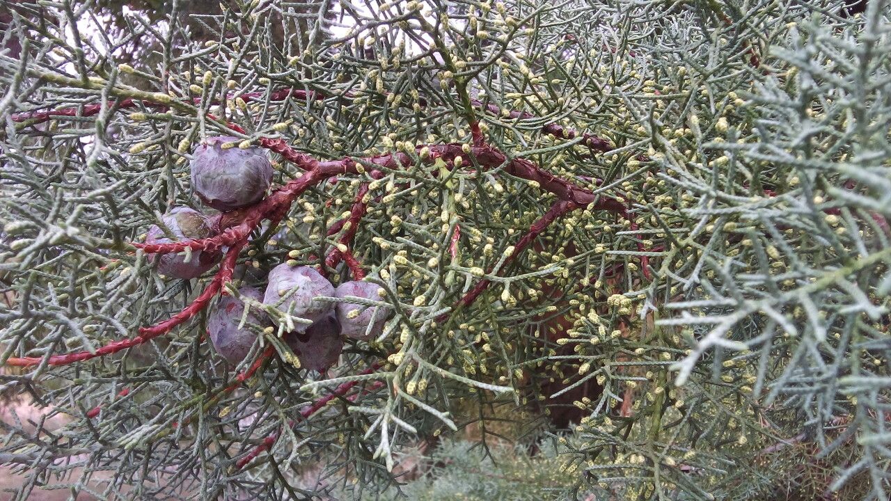 Cupressus bakeri fruit