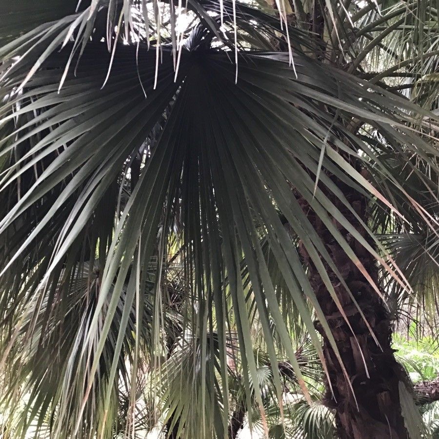 Brahea brandegeei — related species from the same genus