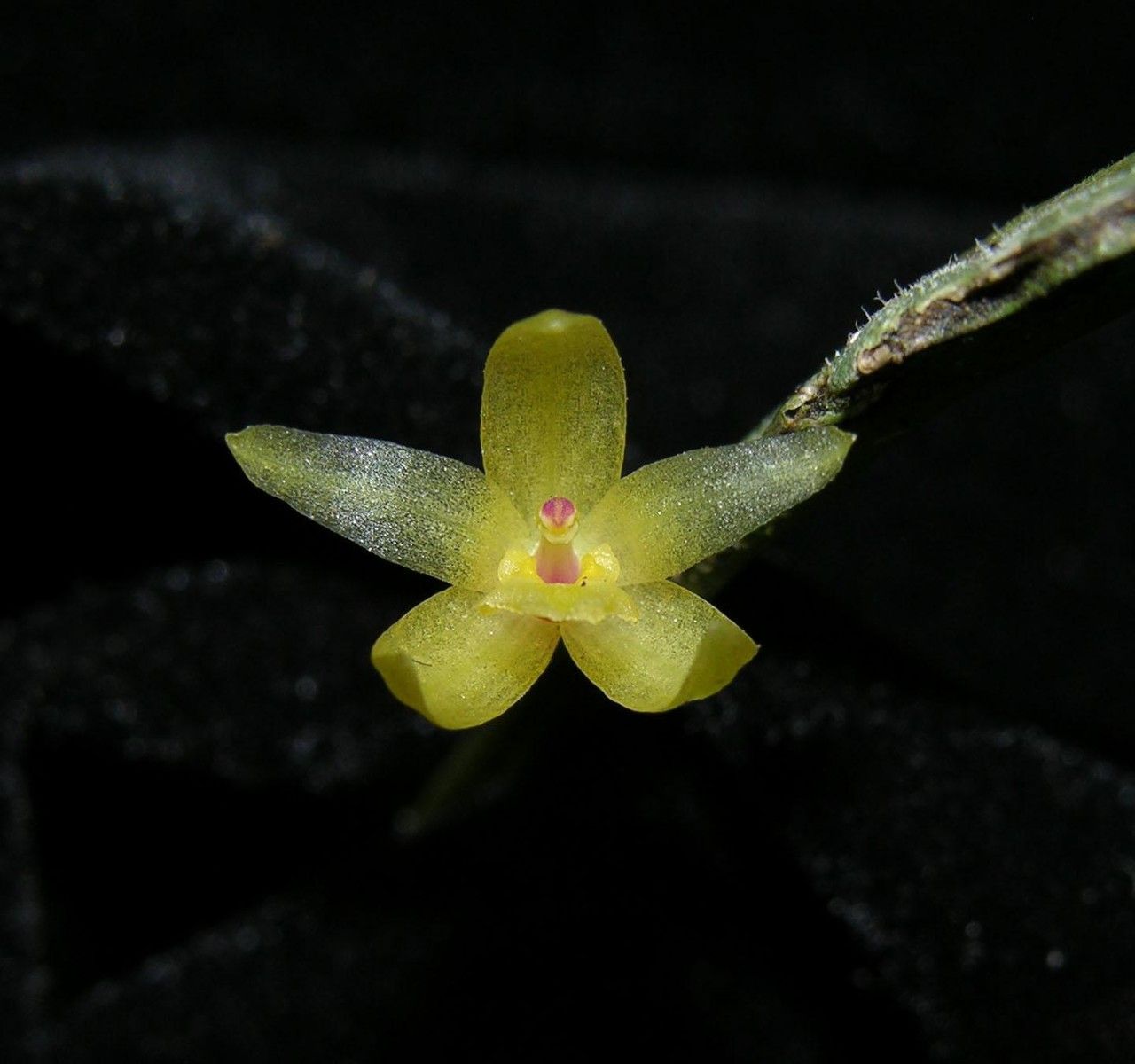 Octomeria costaricensis flower