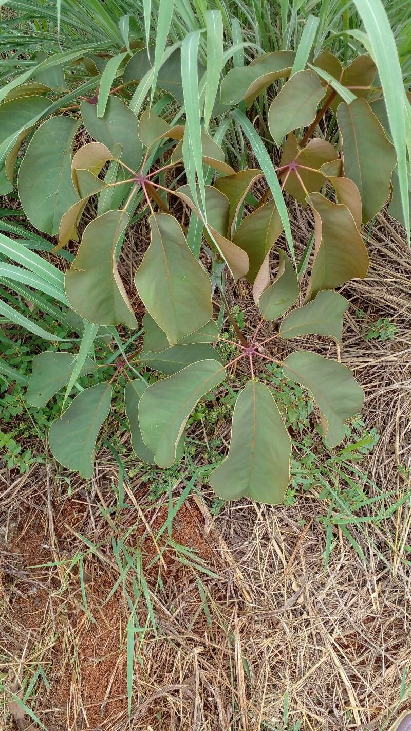 Pseudobombax longiflorum leaf