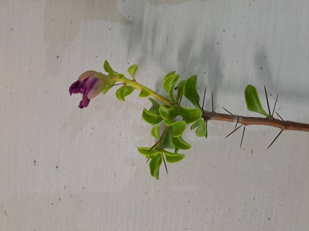 Leuenbergeria portulacifolia — related species from the same genus