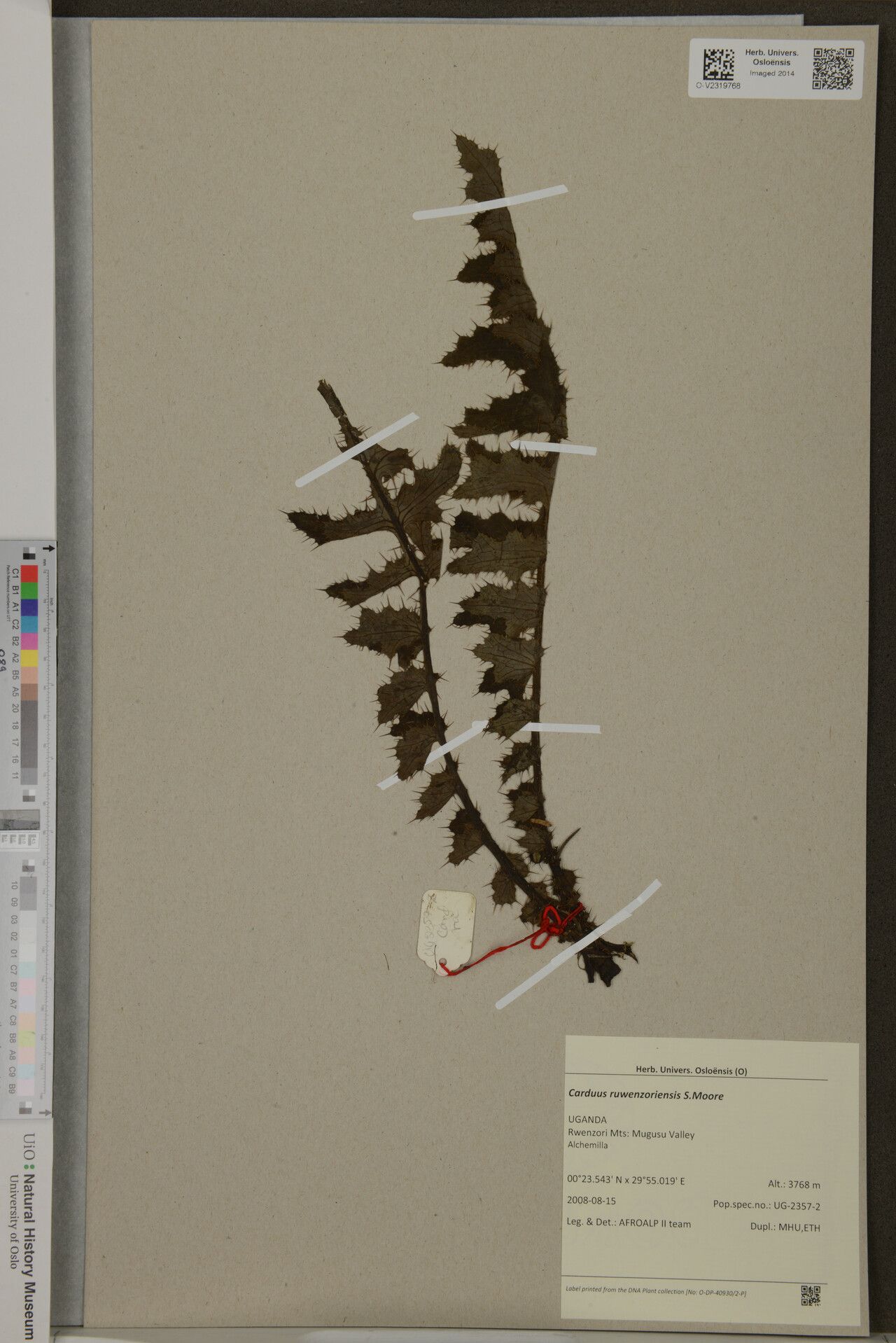 Carduus ruwenzoriensis — search result for 'Carduus'