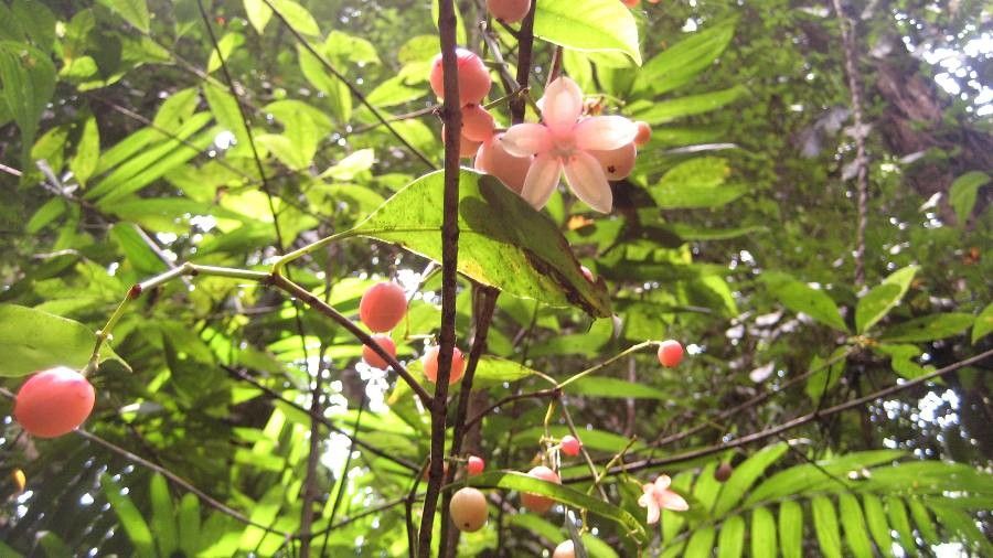 Combretum indicum fruit