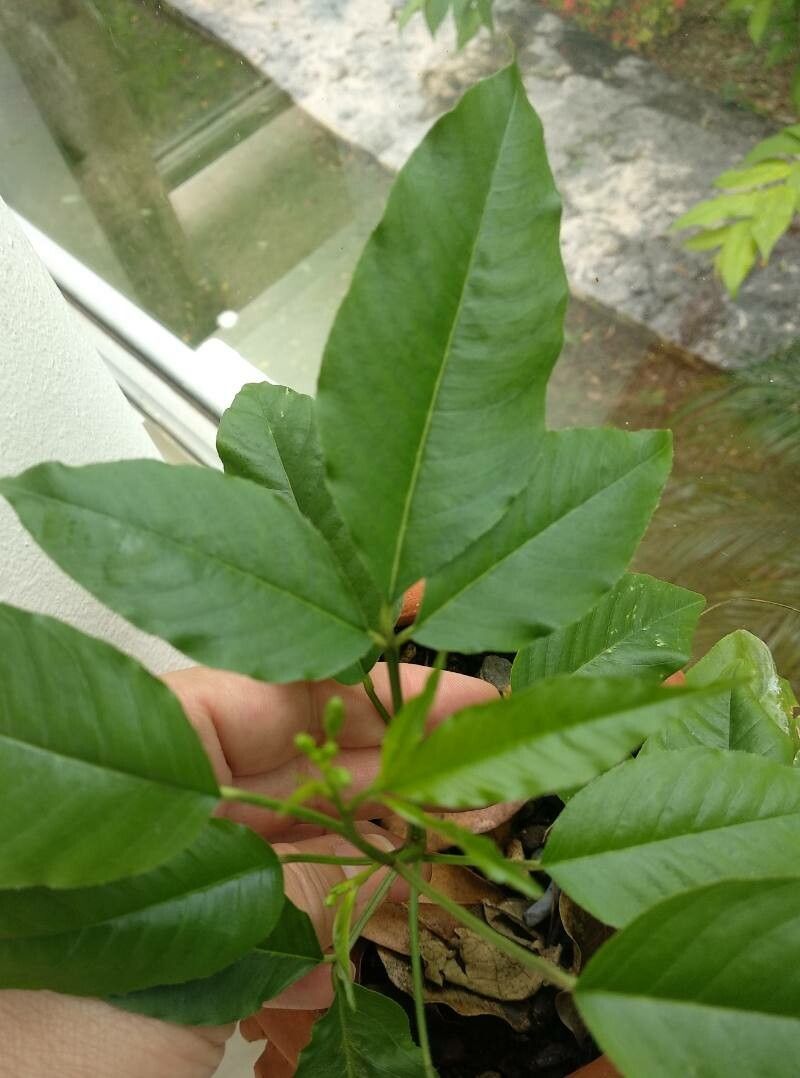 Cleome aculeata leaf