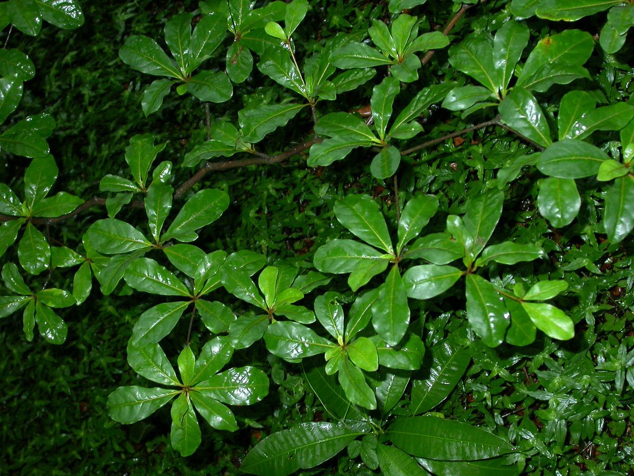 Buchenavia tetraphylla — houseplant care guide
