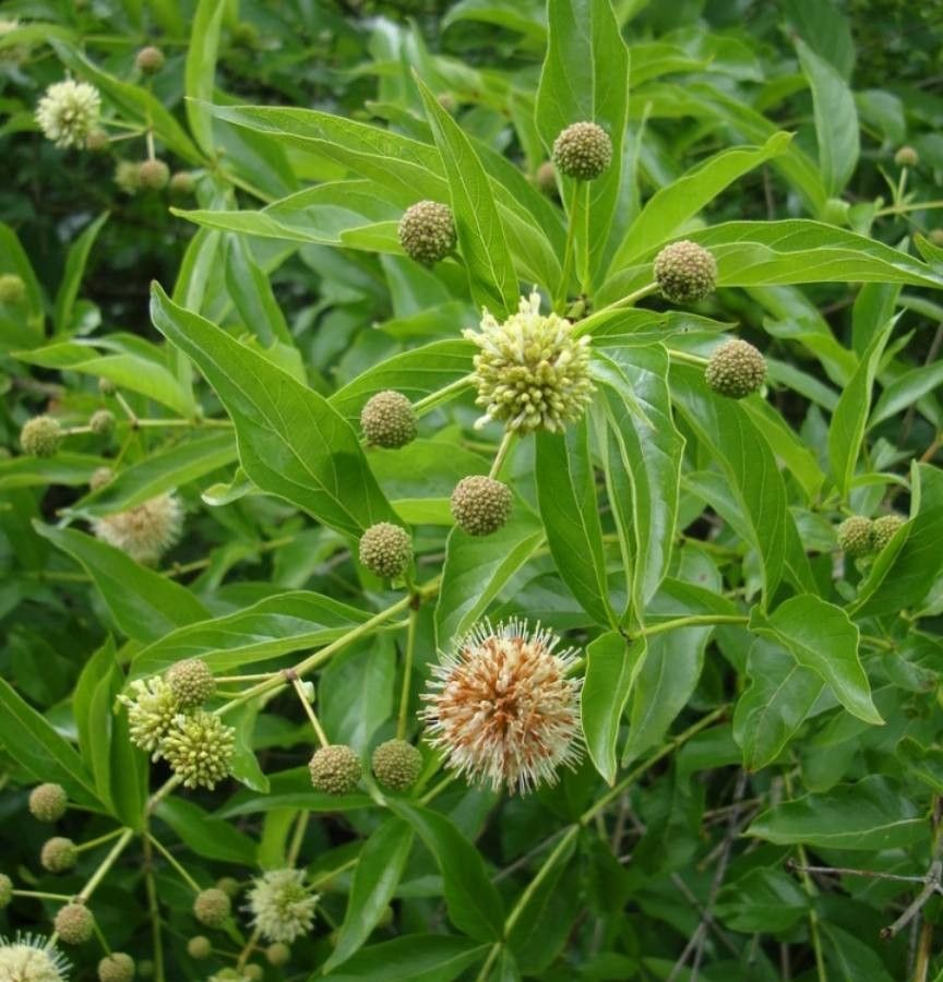 Cephalanthus angustifolius