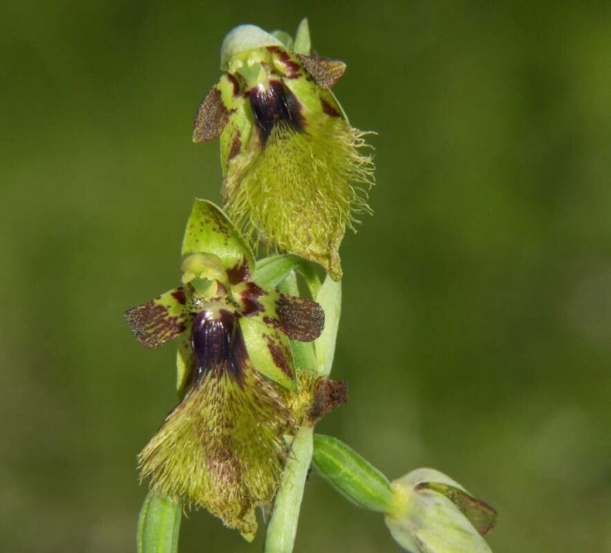 Calochilus holtzei — related species from the same genus