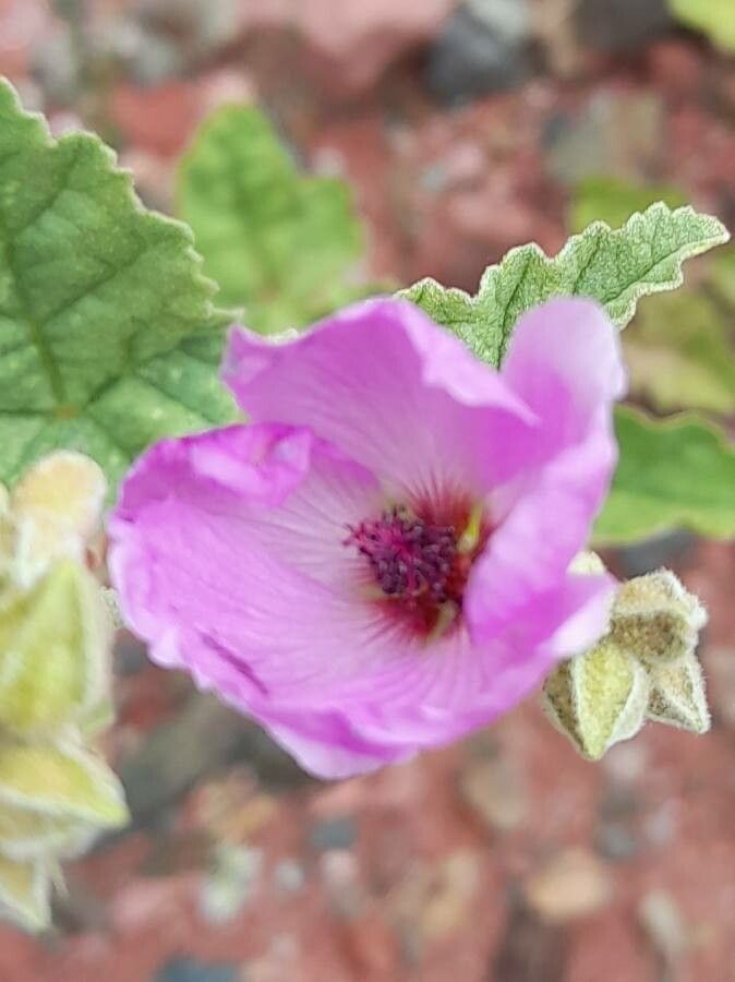 Sphaeralcea mendocina — houseplant care guide