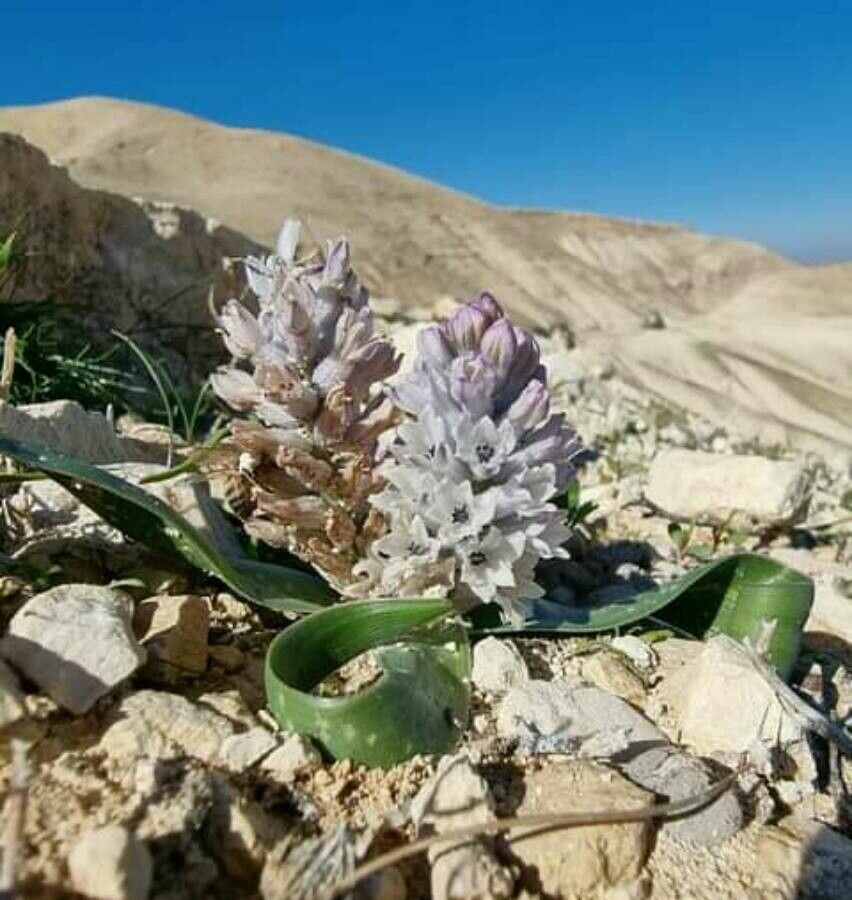 Bellevalia desertorum — search result for 'Jordan'