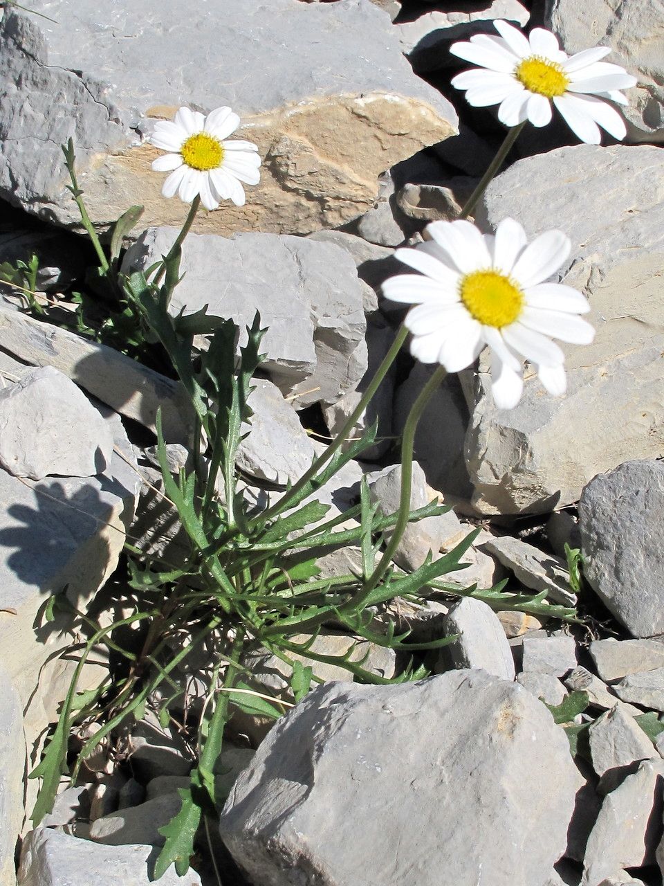 Leucanthemum coronopifolium habit
