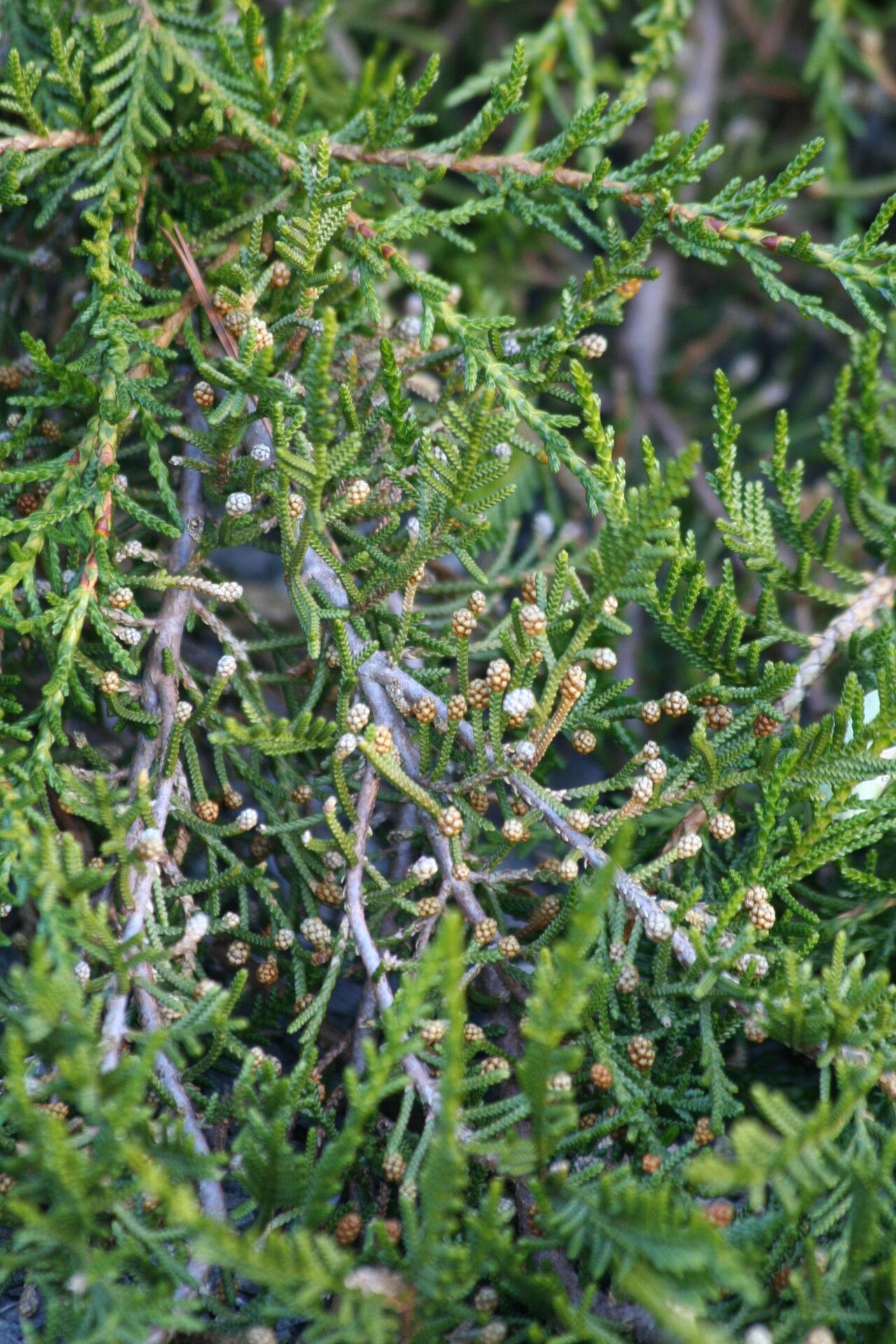 Microcachrys tetragona flower