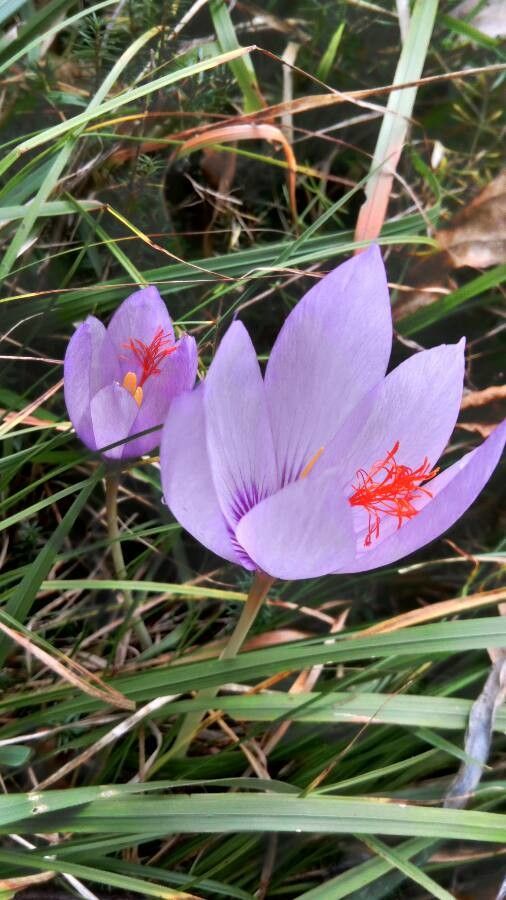 Crocus ligusticus flower