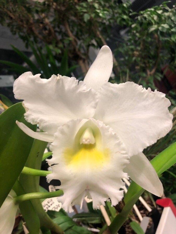 Cattleya mendelii flower