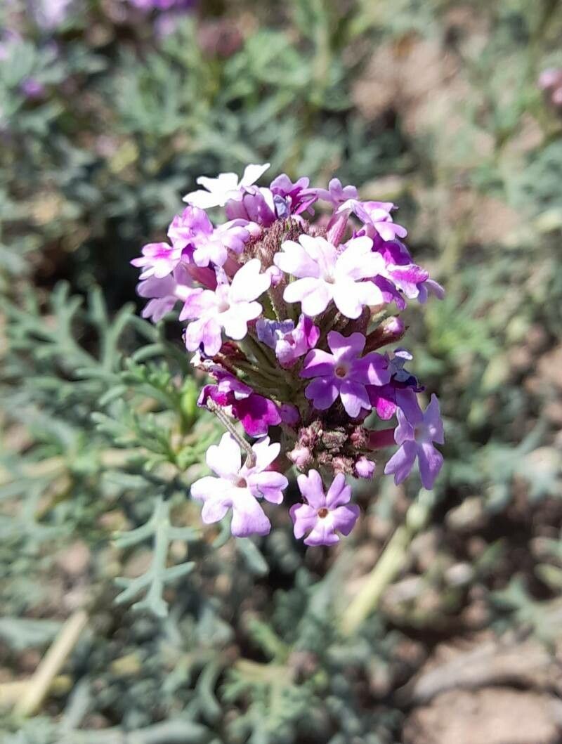 Junellia hookeriana flower