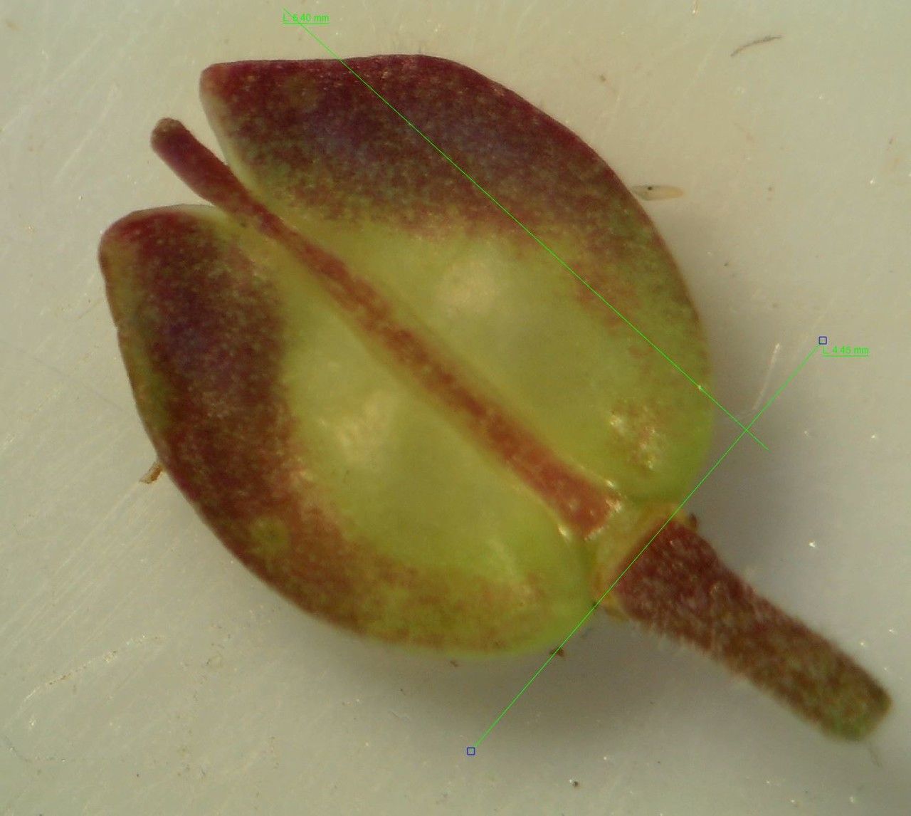 Iberis procumbens fruit