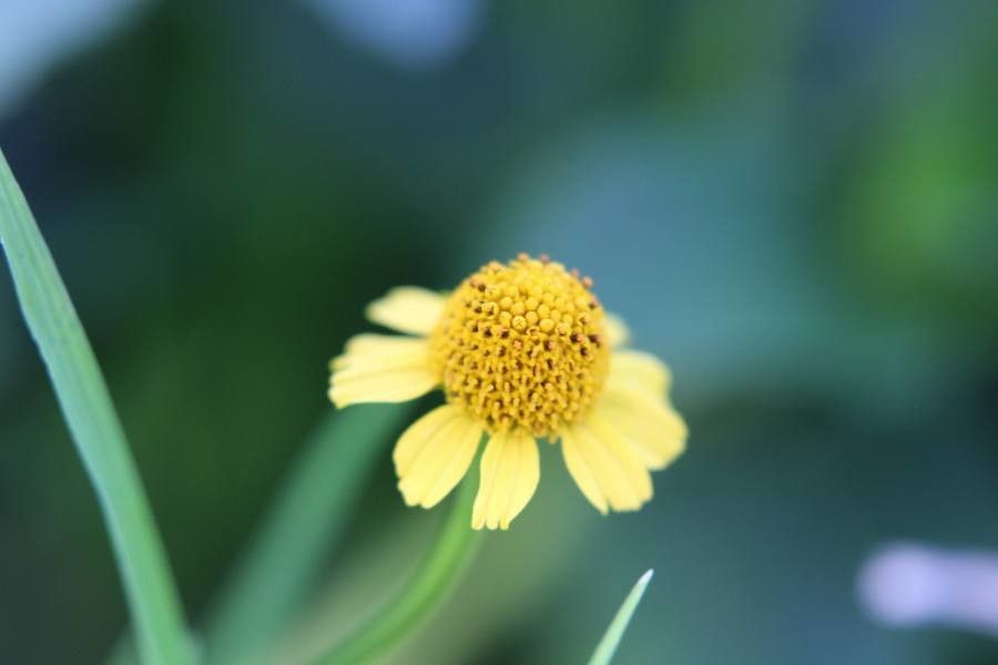 Hymenoxys odorata — search result for 'and Chihuahua'