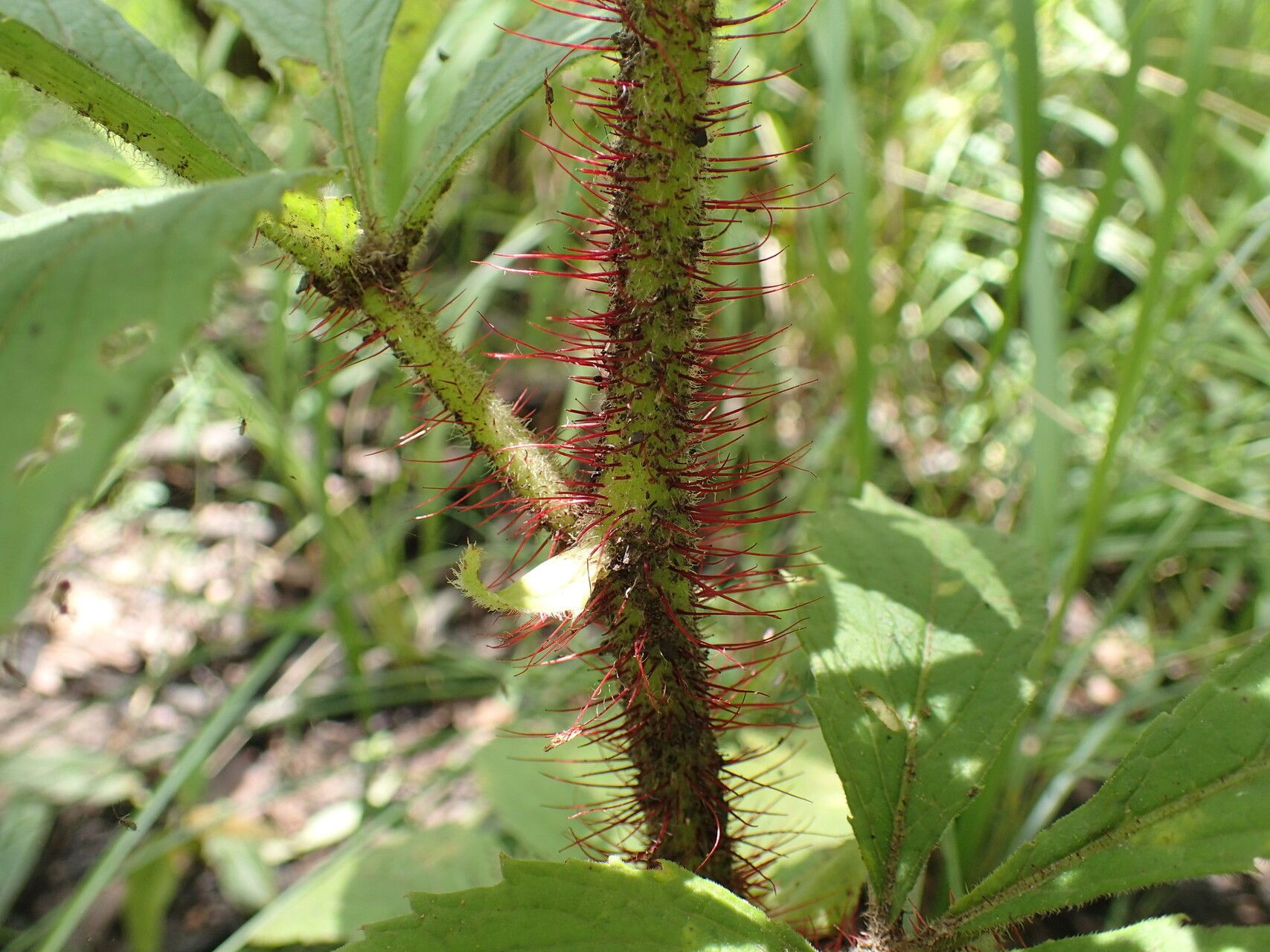 Cyphostemma vanmeelii — search result for 'Cyphostemma'