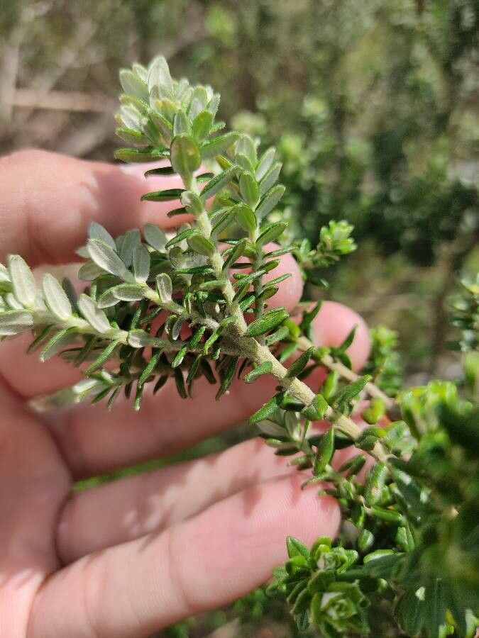 Baccharis uncinella leaf