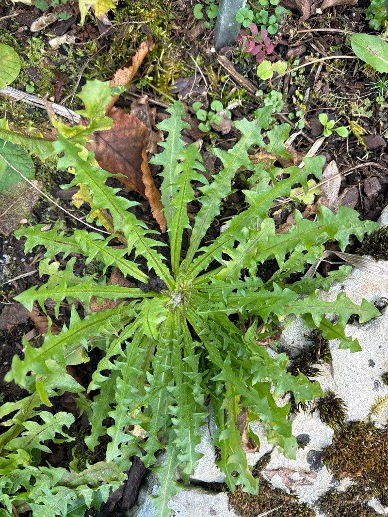 Taraxacum ochrospermum — search result for 'Taraxacum'