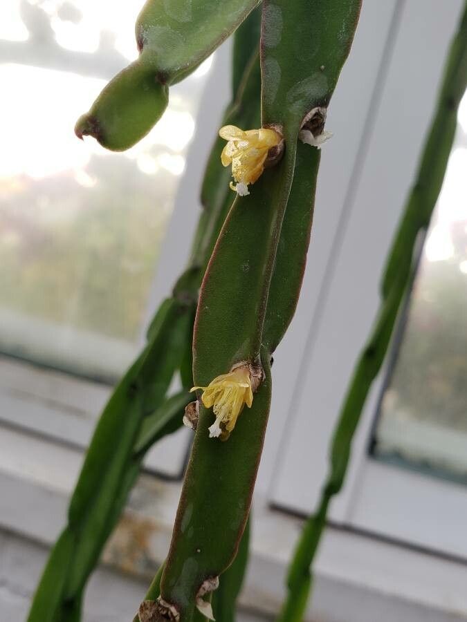 Rhipsalis paradoxa flower