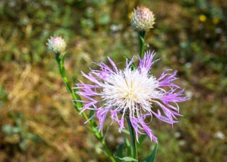 Centaurea americana flower