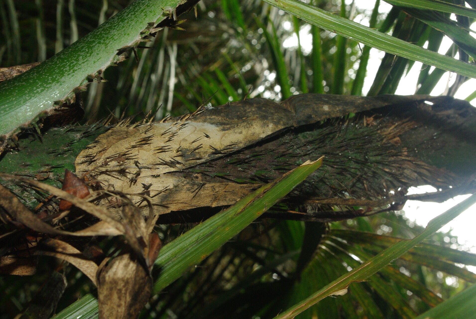 Laccosperma robustum bark
