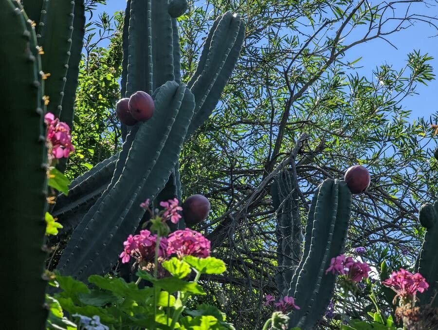 Cereus hexagonus fruit