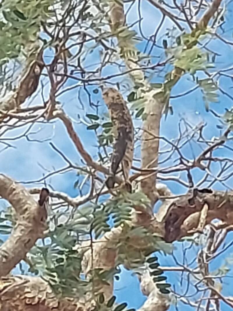 Delonix decaryi fruit